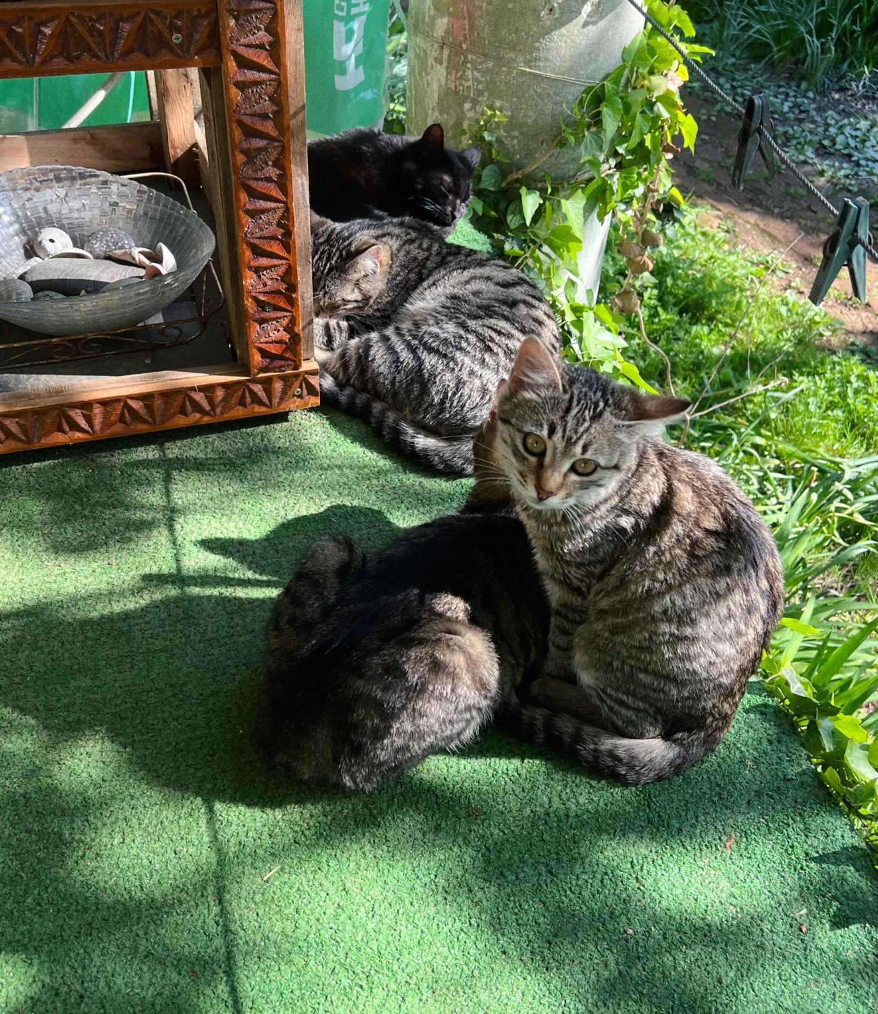Guesthouse Eco Czakwi Pokój zdjęcie